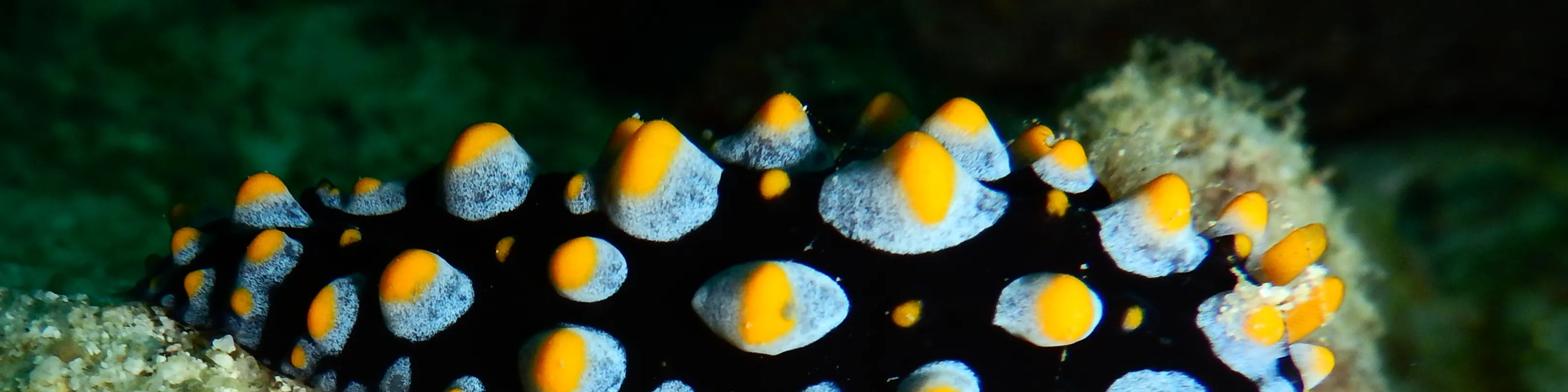 PADI 高氧空气潜水员（高氧）