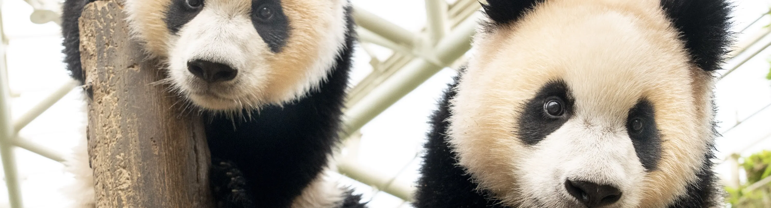 Everland Twin Pandas