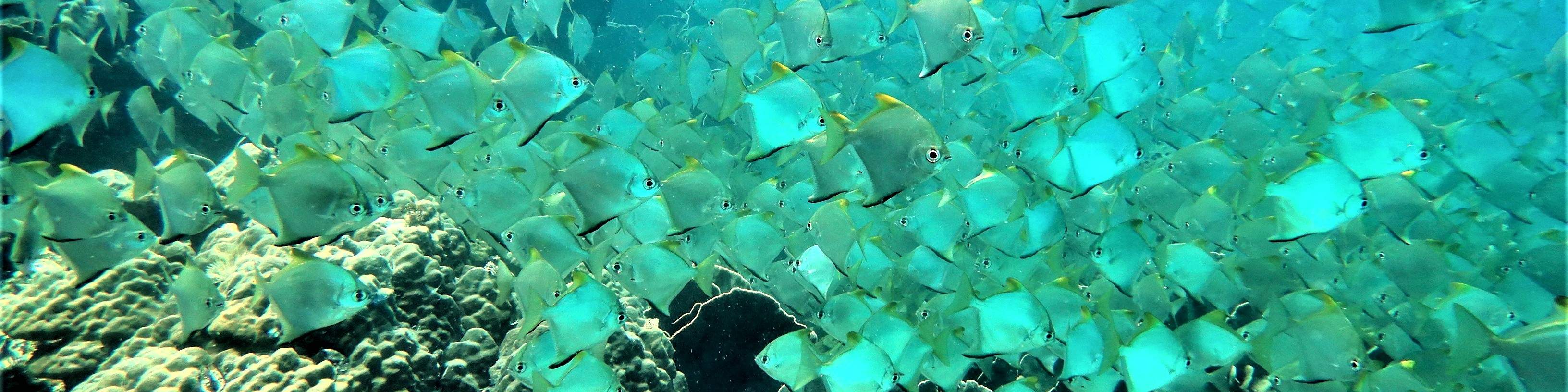 PADI Open Water Diver