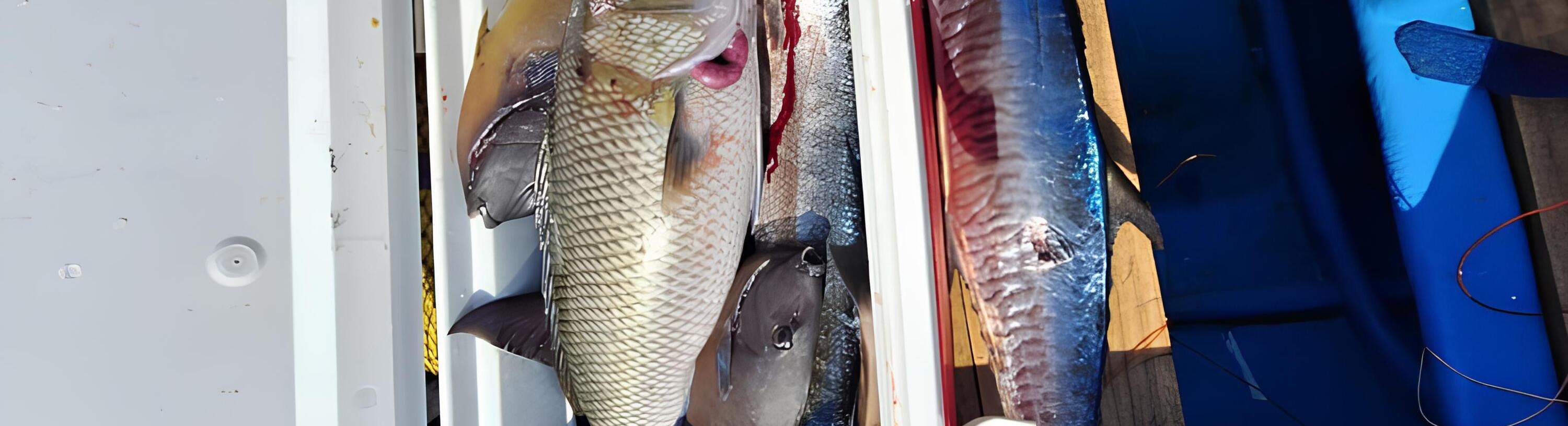 本次旅程釣到的魚