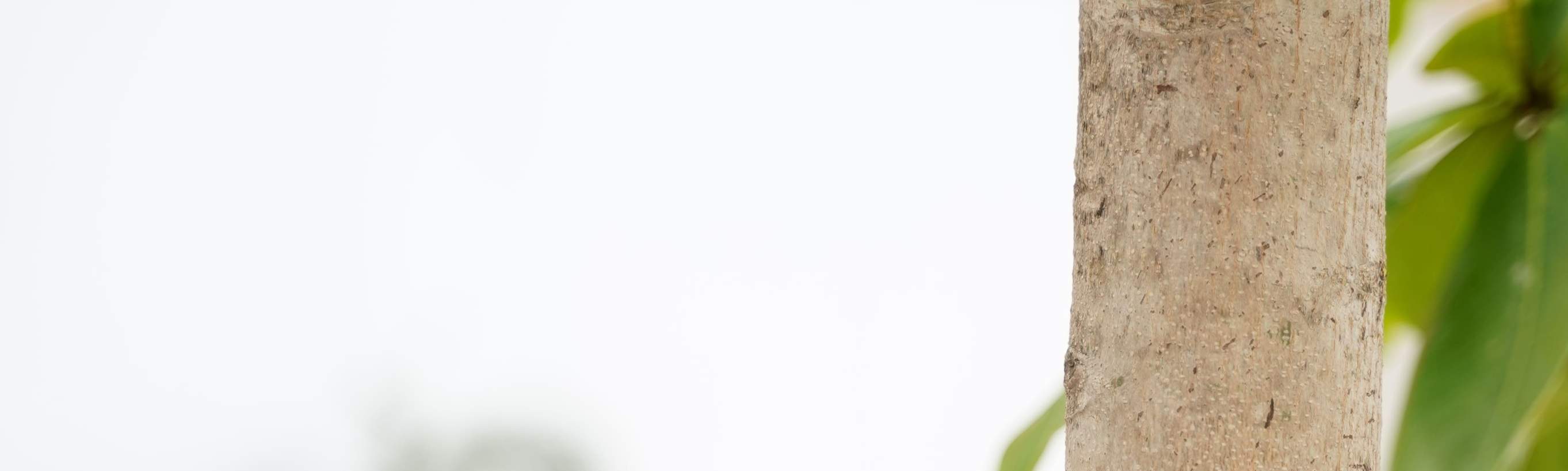 nirvana para mascotas mapache