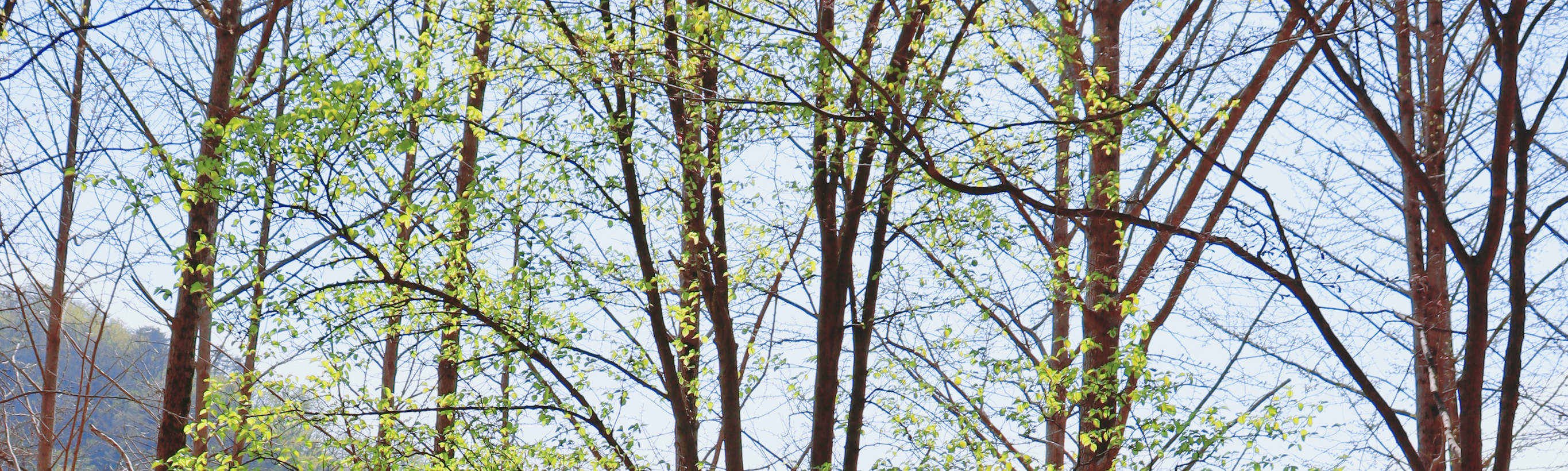 남이섬 입장권 (QR 코드 바로 입장)