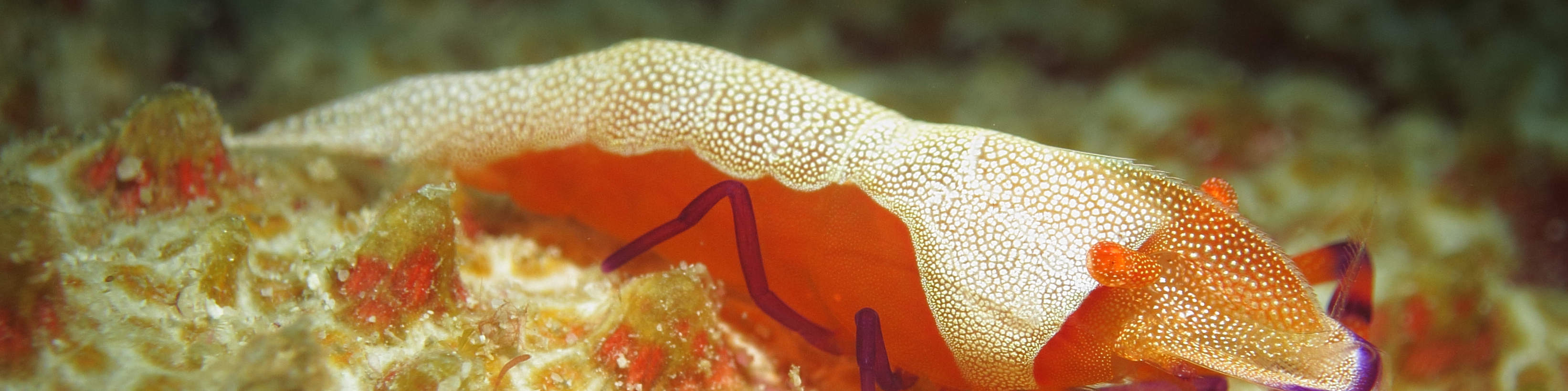 Excursion de plongée d'une journée