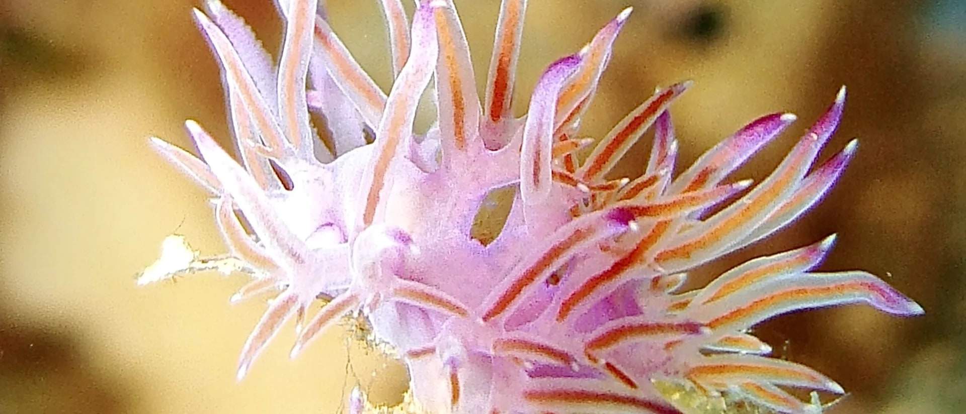 Alami keseronokan menyelam di tengah-tengah kehidupan marin Elba yang pelbagai, dengan nudibranch yang mempamerkan keindahan alam semula jadi yang rumit dari dekat