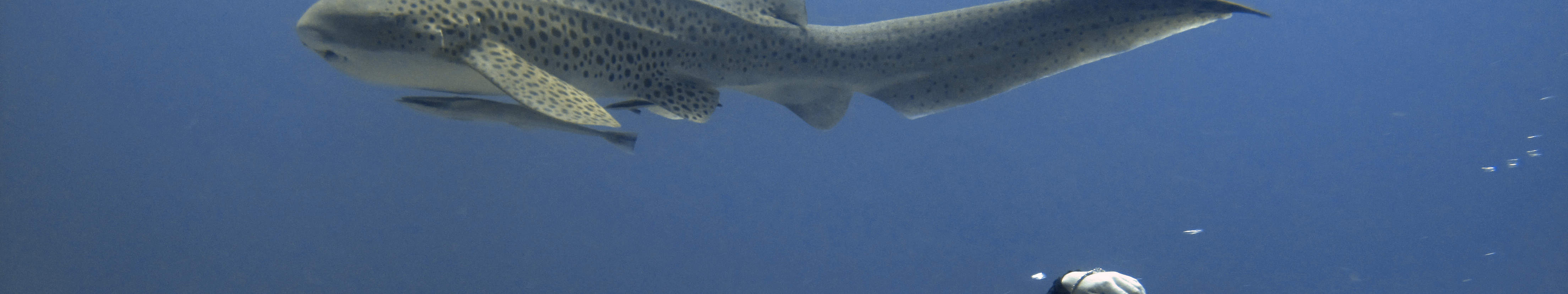 PADI Advanced Open Water Diver