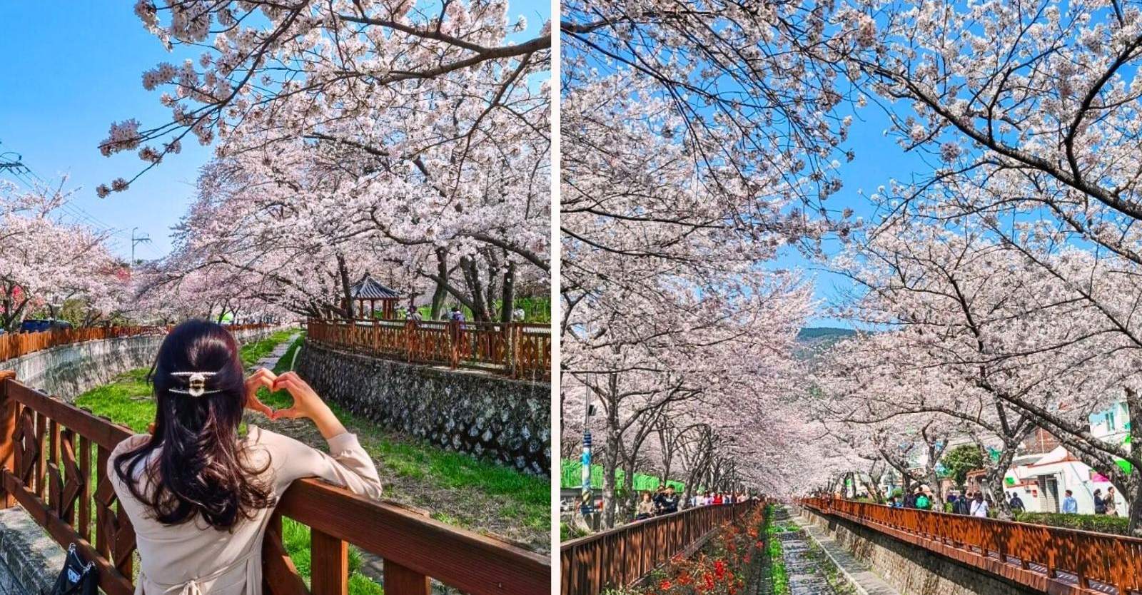 Jinhae Gunhangje Cherry Blossom Festival Day Tour (Standard/VIP) from