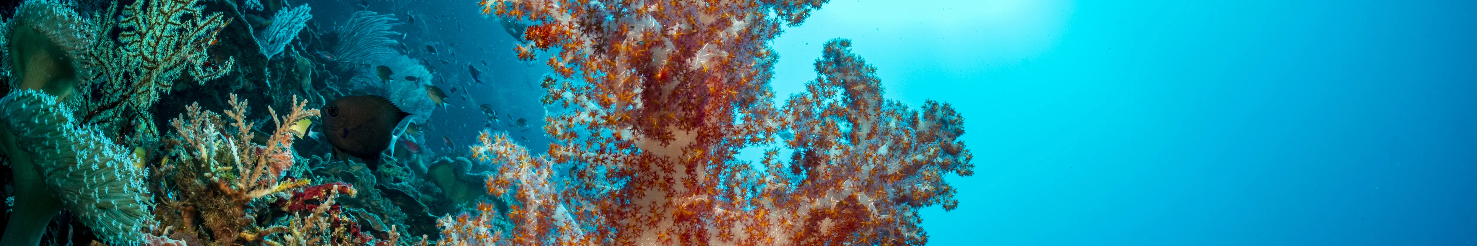 PADI 探索水肺潜水
