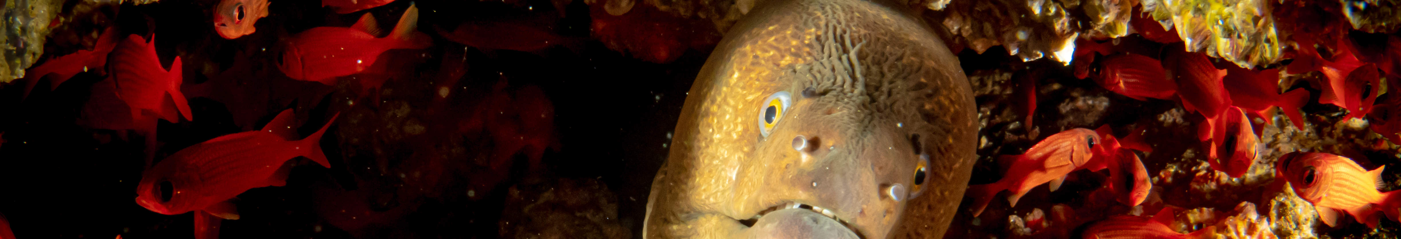 매크로 러버 다이브 패키지