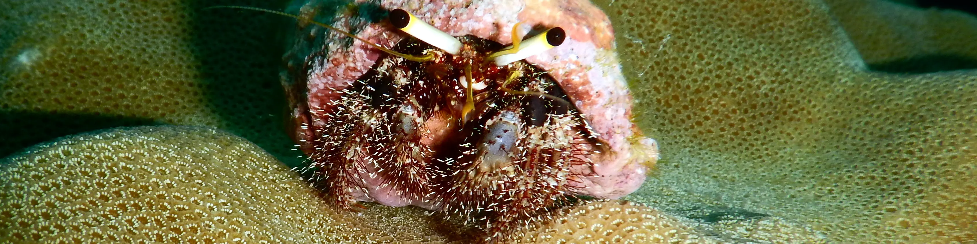 PADI 高级开放水域潜水员