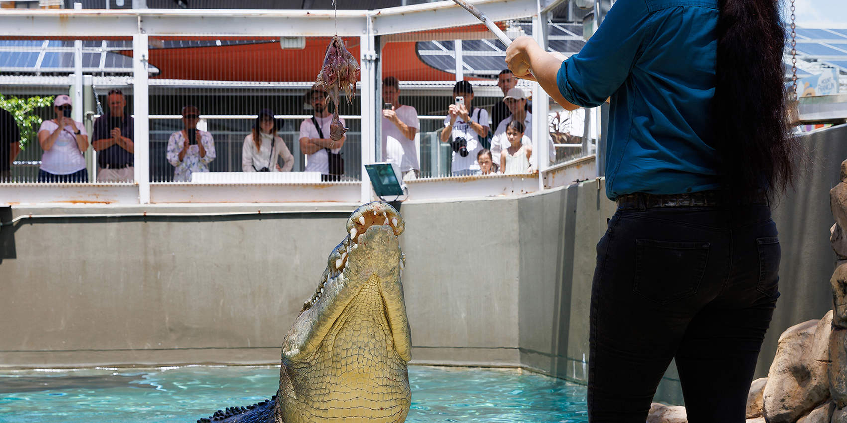 Билет Croc and Darwin