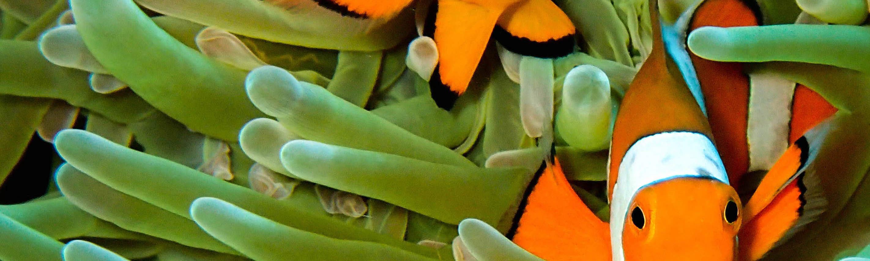 PADIオープン・ウォーター・ダイバーコース