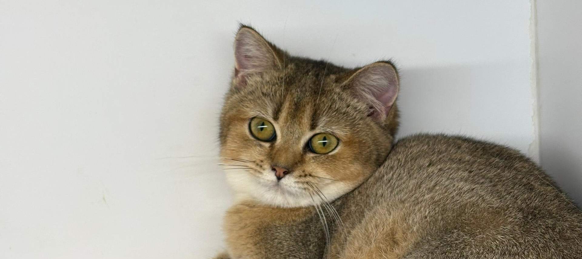 Just Cats 貓咪樂園門票