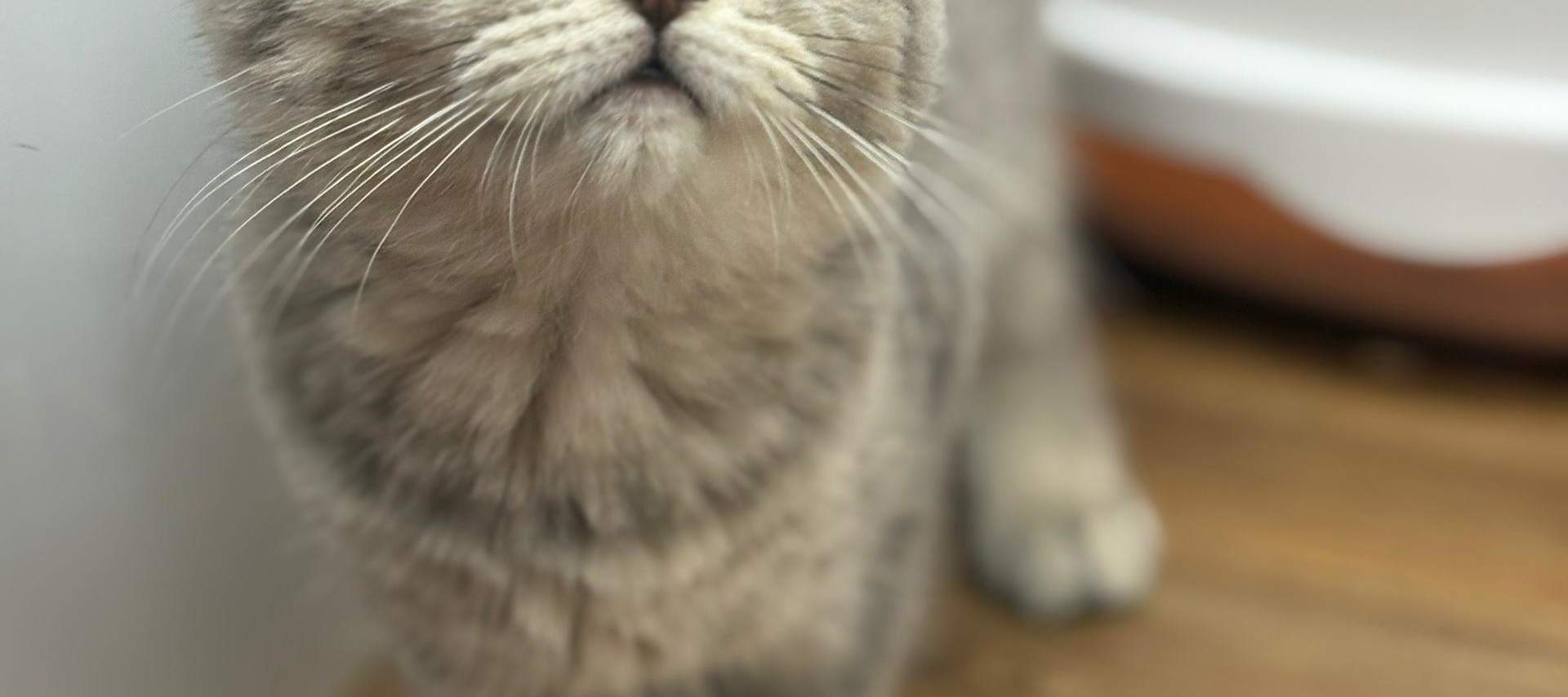 บัตรเข้าชม Just Cats 