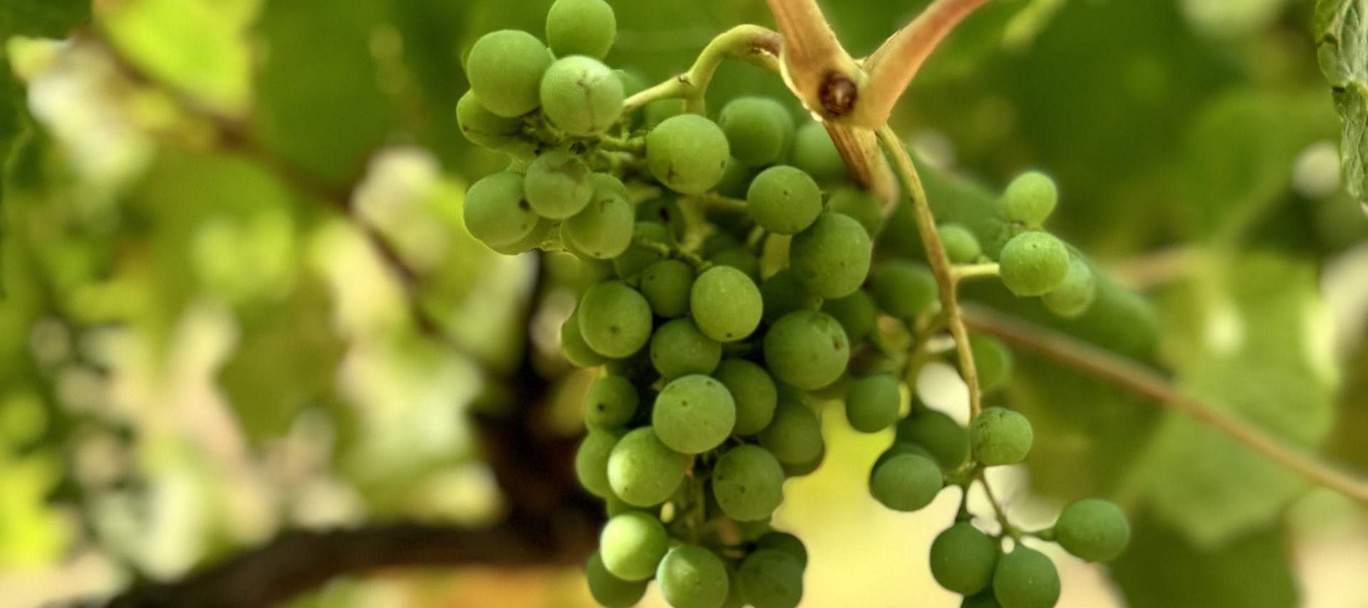 Weinproben Yarra Valley Touren ab Melbourne