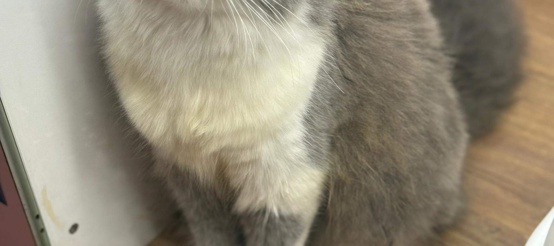 บัตรเข้าชม Just Cats 