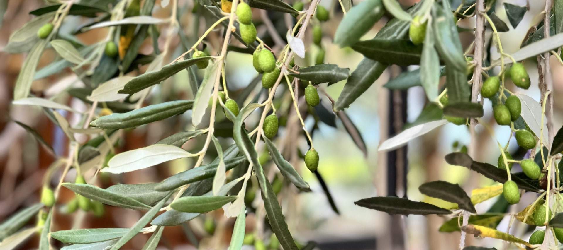 Weinproben Yarra Valley Touren ab Melbourne