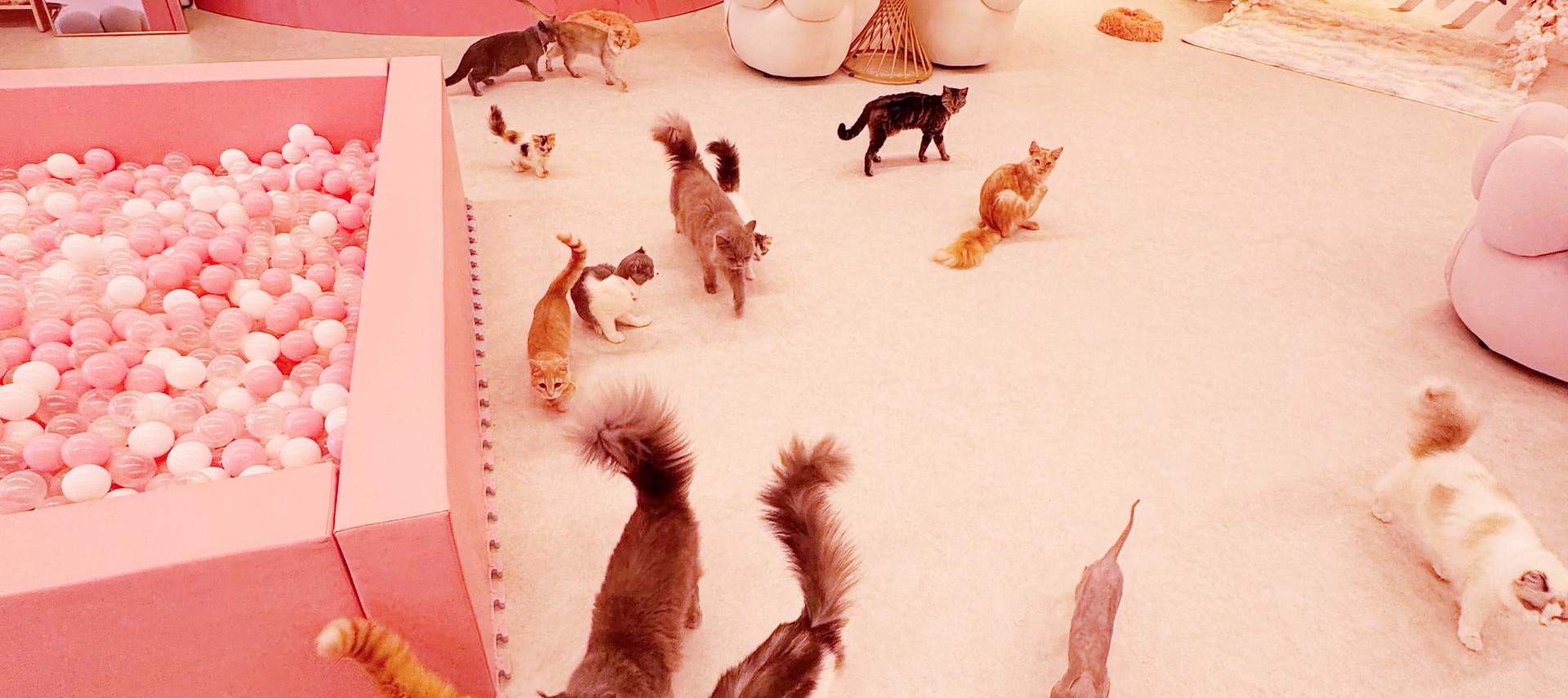 Ammira da vicino oltre 30 gatti di diverse razze!