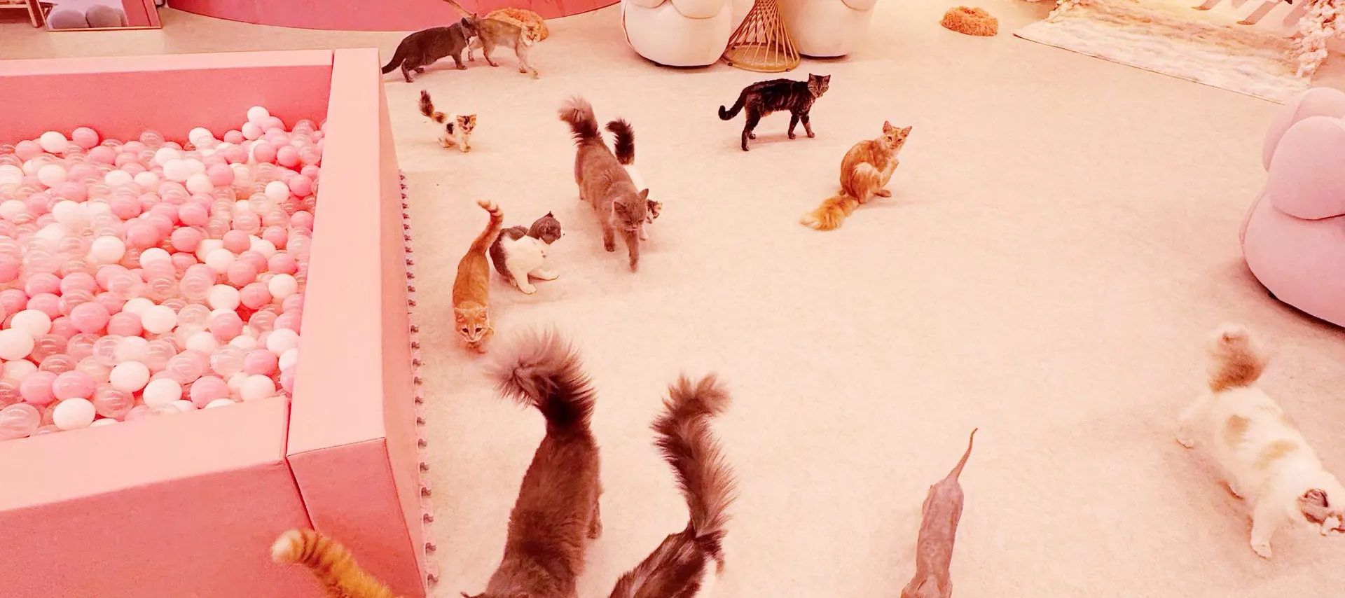 近距离接触 30 多只不同品种的猫！