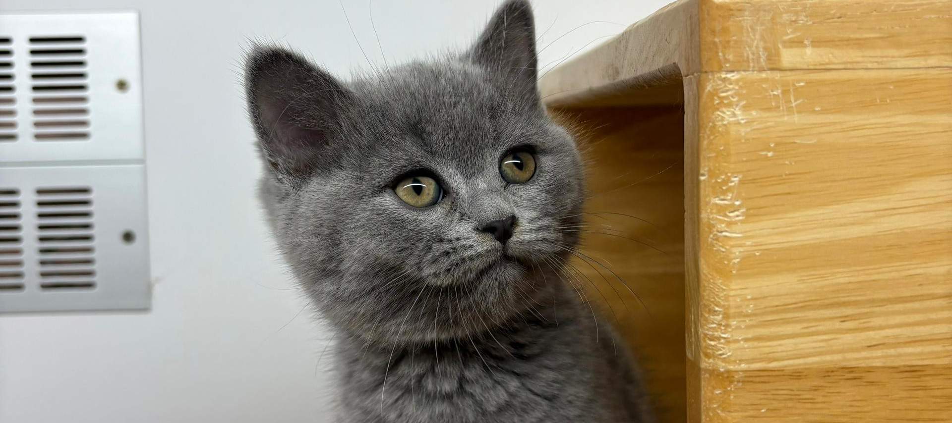 บัตรเข้าชม Just Cats 