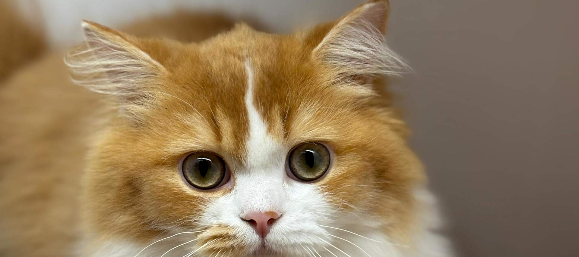 บัตรเข้าชม Just Cats 