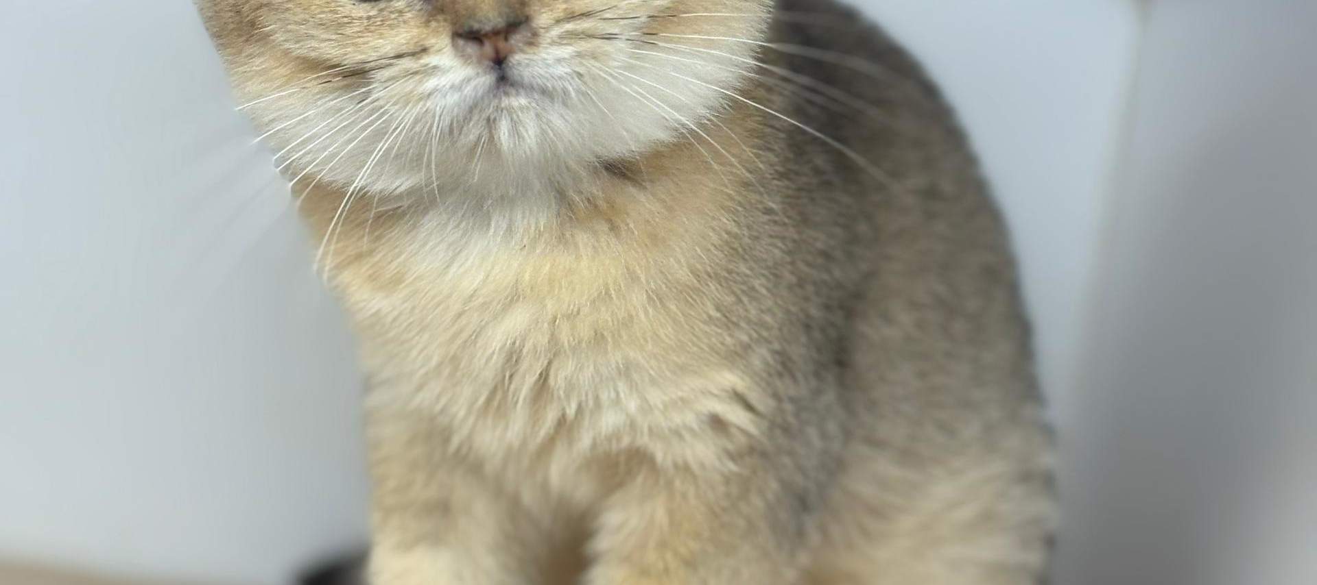 บัตรเข้าชม Just Cats 