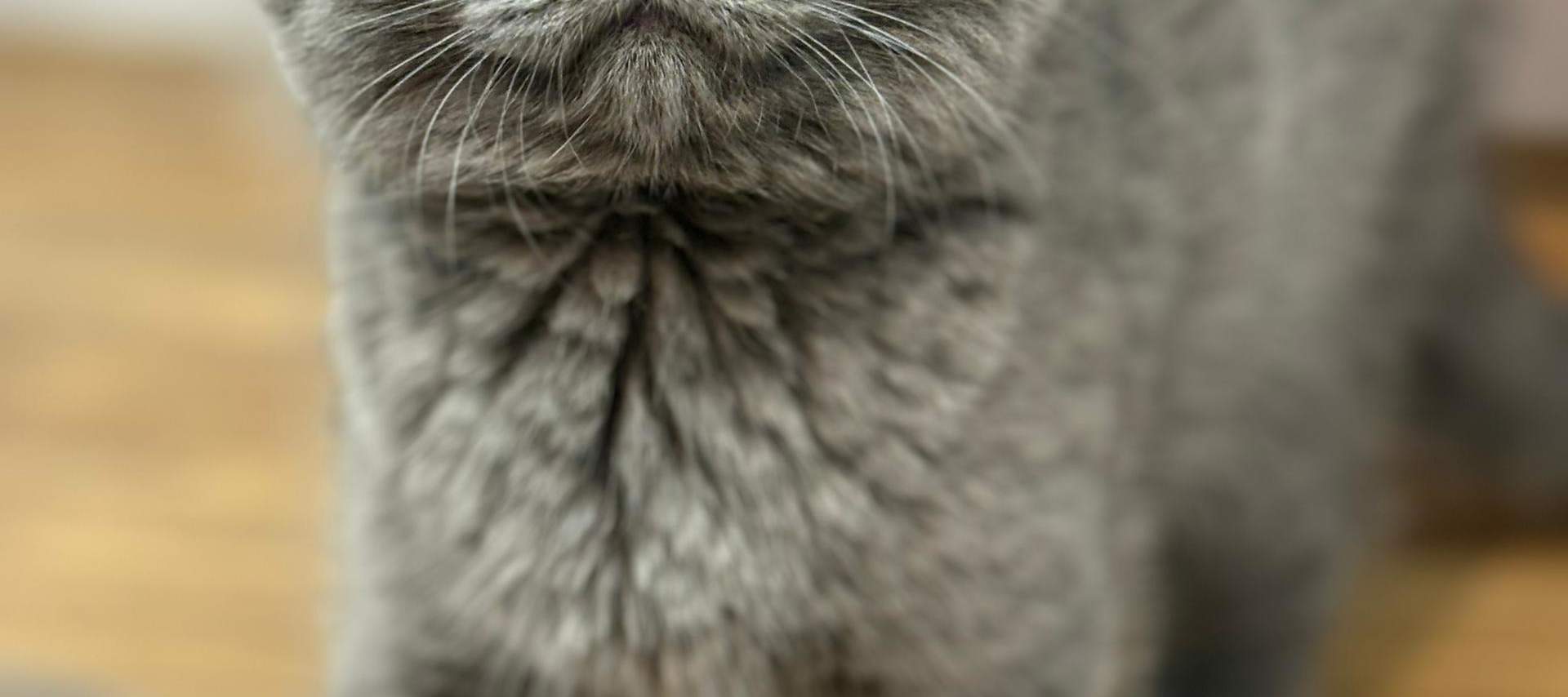 บัตรเข้าชม Just Cats 