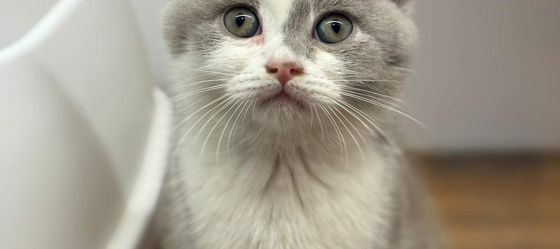 Just Cats 貓咪樂園門票