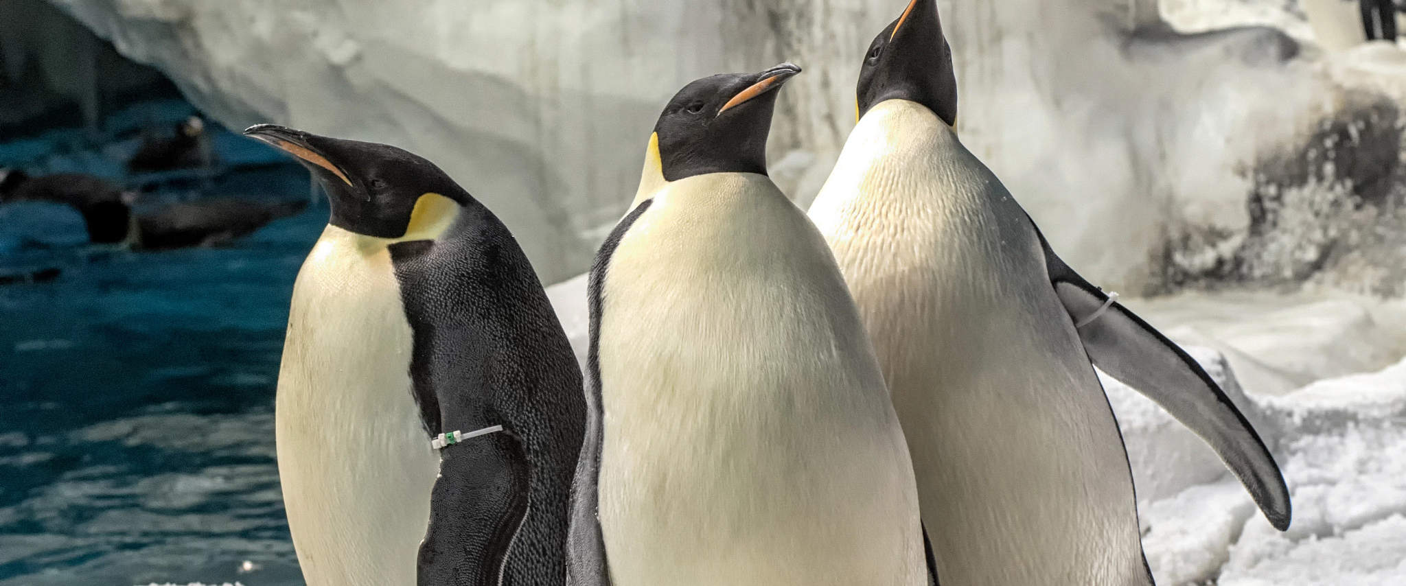 Penguins standing