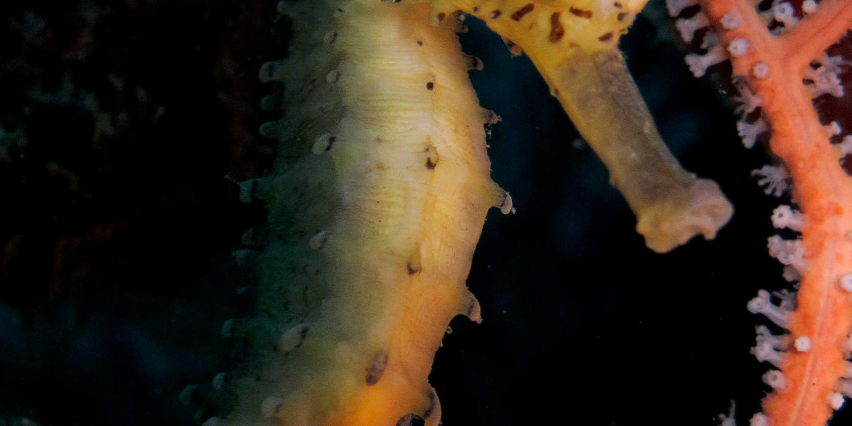 PADI Advanced Open Water Diver