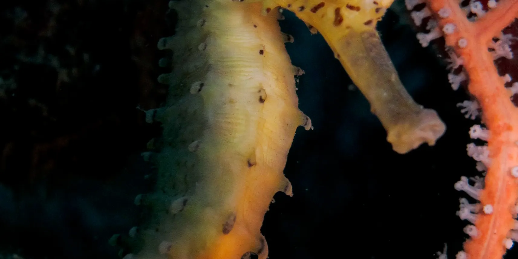 PADI 高级开放水域潜水员