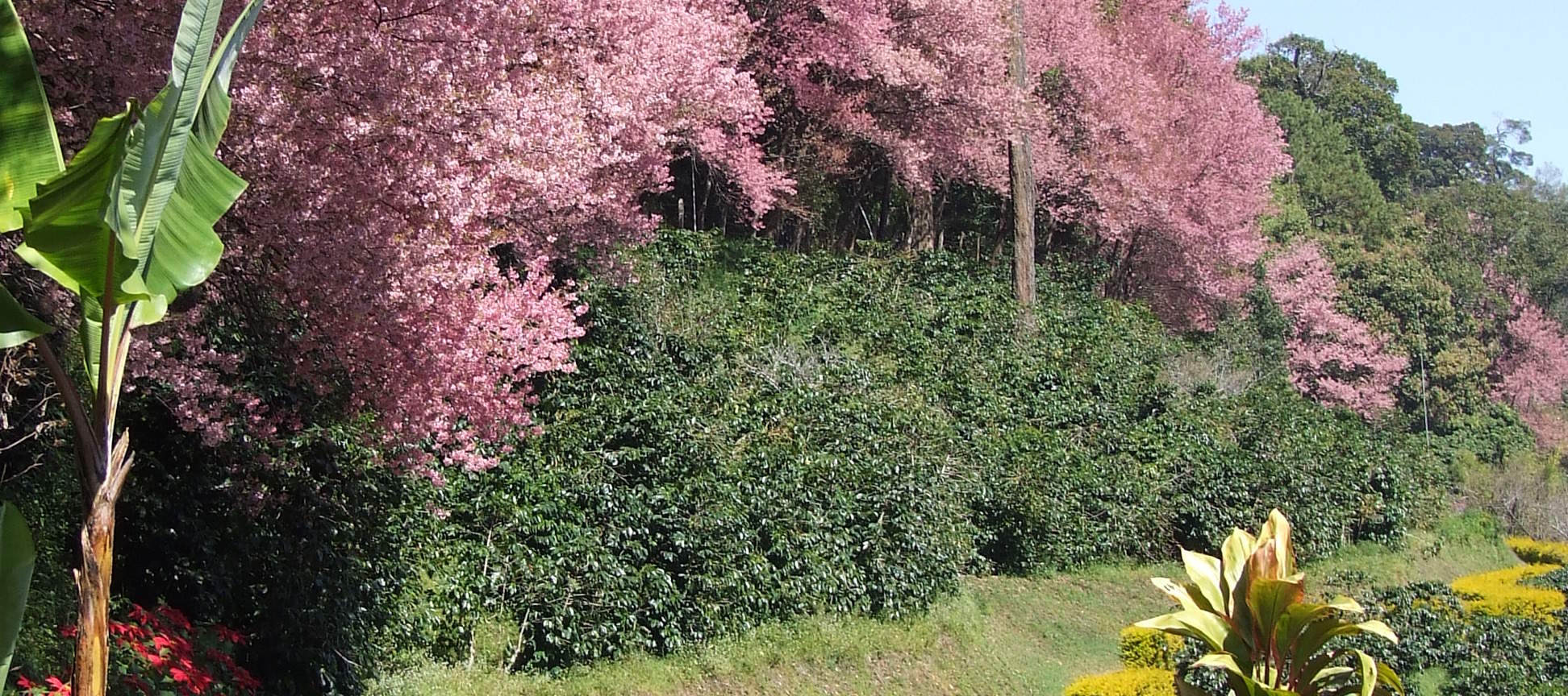 Doi Suthep National Park Downhill, Offroad Mountain Bike Tour Chiang