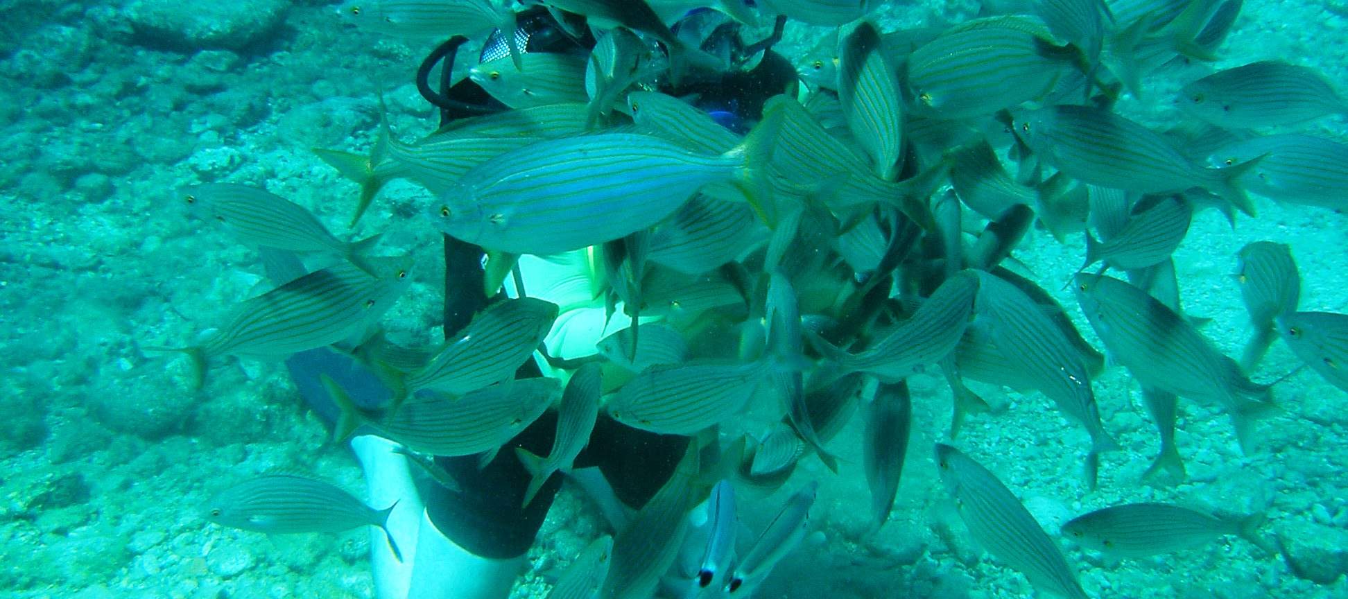 精彩的双罐全日潜水之旅