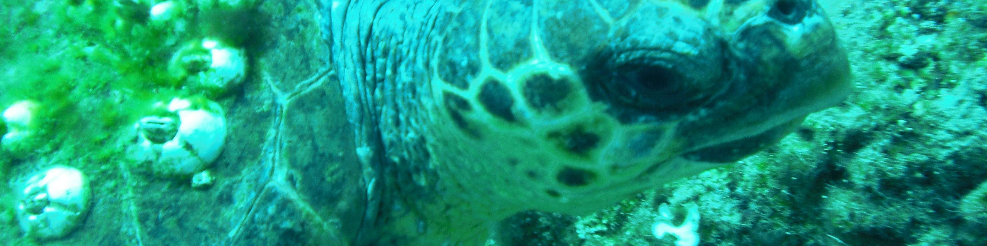 精彩的双罐全日潜水之旅