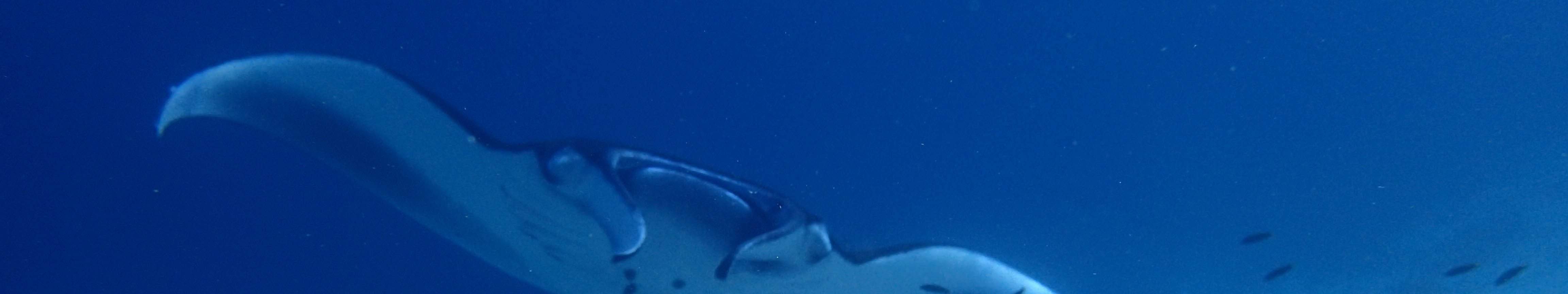 PADI 오픈 워터 다이빙 강습