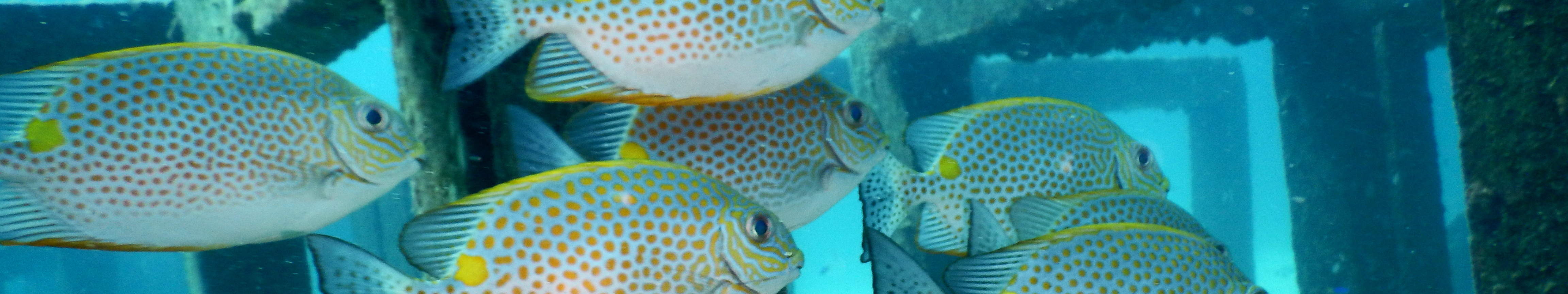 PADI高氧空气潜水员