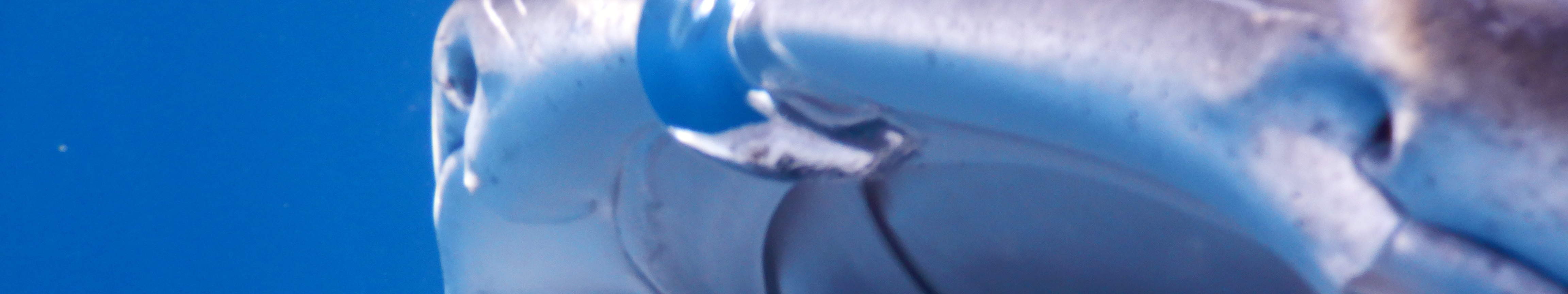 PADI Enriched Air Diver (Nitrox)