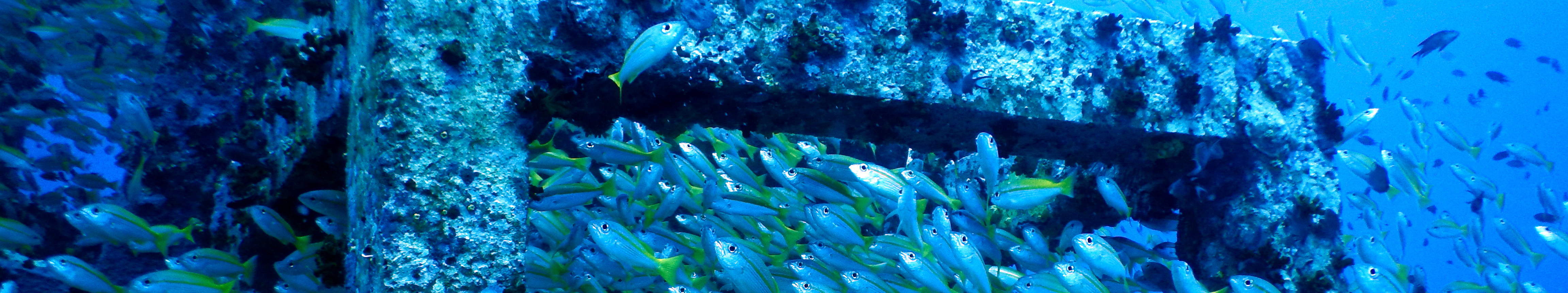 PADI Enriched Air Diver (Nitrox)