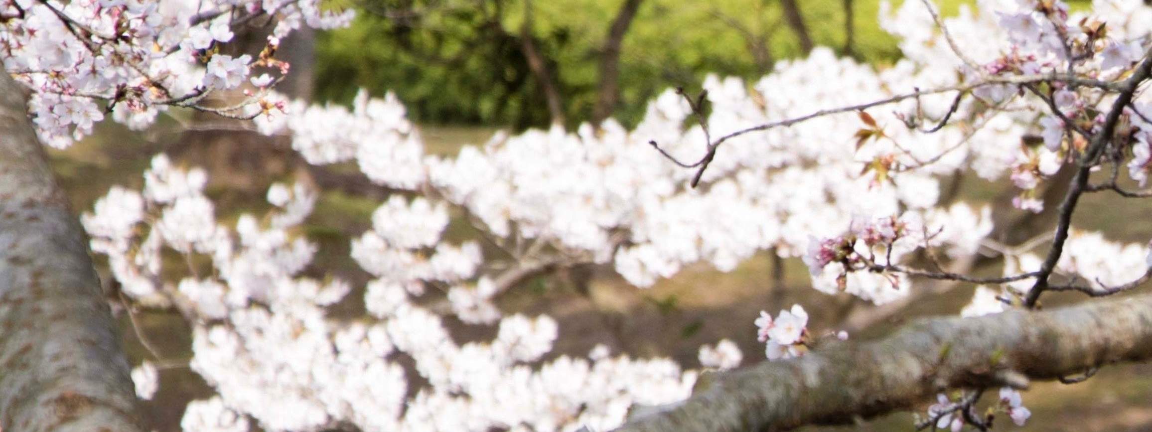 Nijigen No Mori Crayon Shin-Chan Adventure Park Ticket