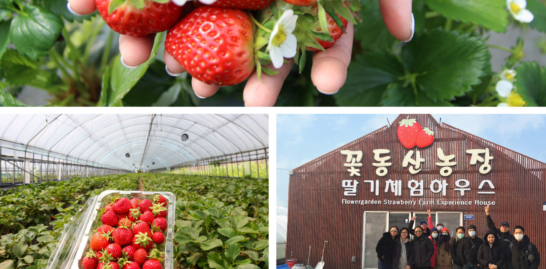 Strawberry Picking, Nami Island and Petite France Tour from Seoul