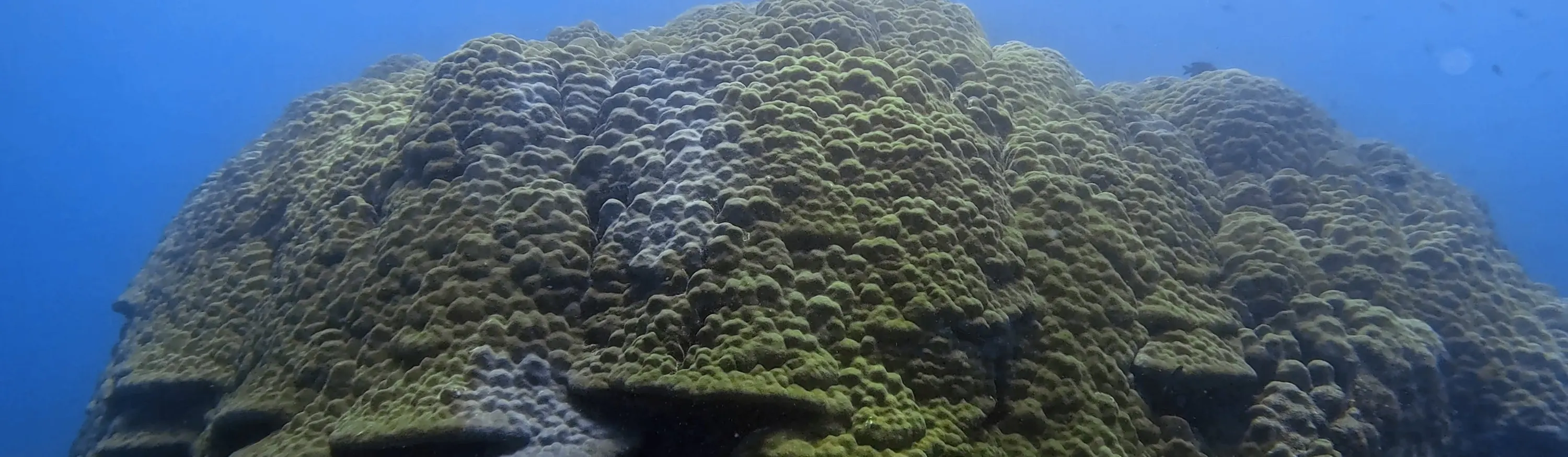 澎湖马公：八个浪潜水船潜体验