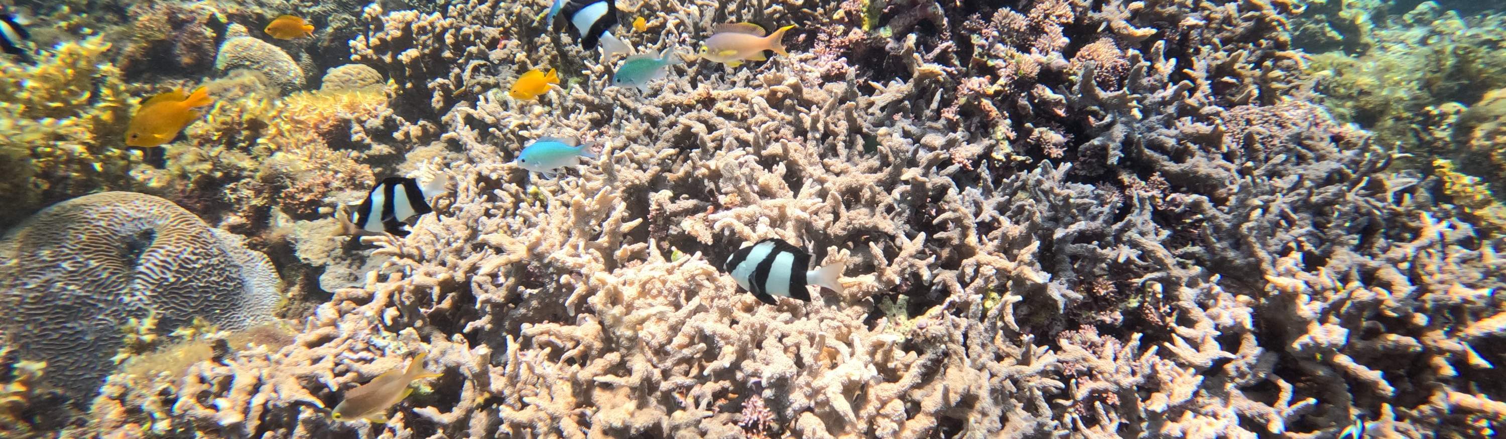 산호의 꿈의 세계로 뛰어드세요. 🐠🌟 #수중모험 #산호초