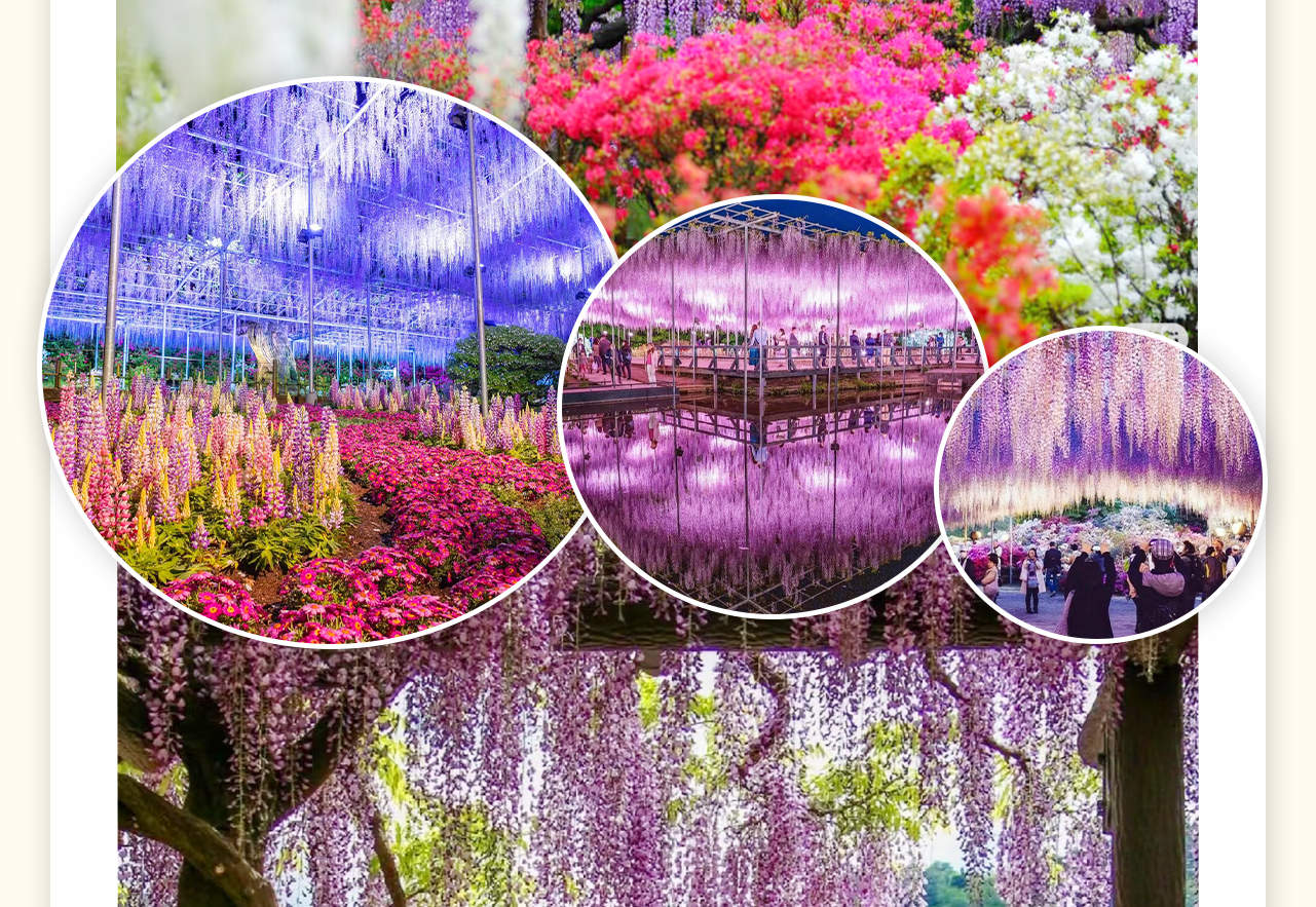 Adachi Flower Garden Night Wisteria & Ibaraki Nemophila Flower Sea Day Trip  - Klook