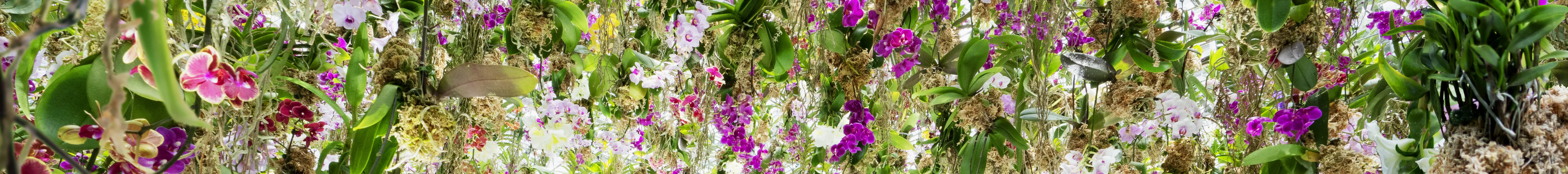 漂浮的花园 ── 花朵与我同根同源，花园与我合为一体