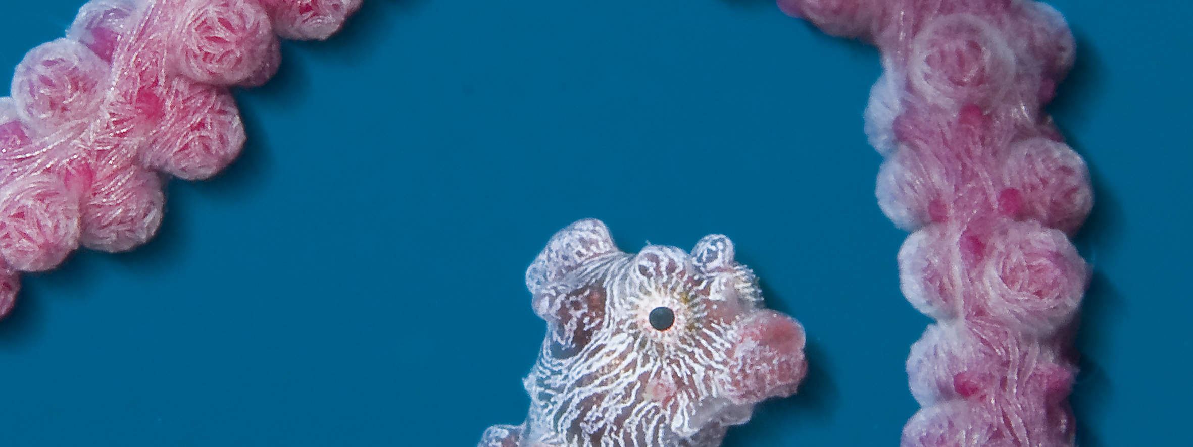 13:00 Tauchen in Cauayan