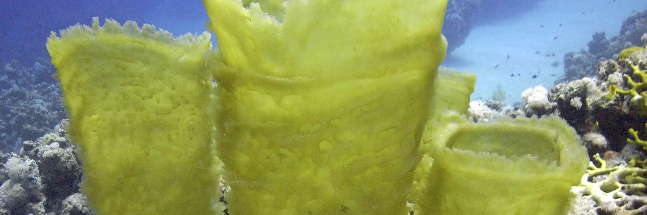 PADI 潜水