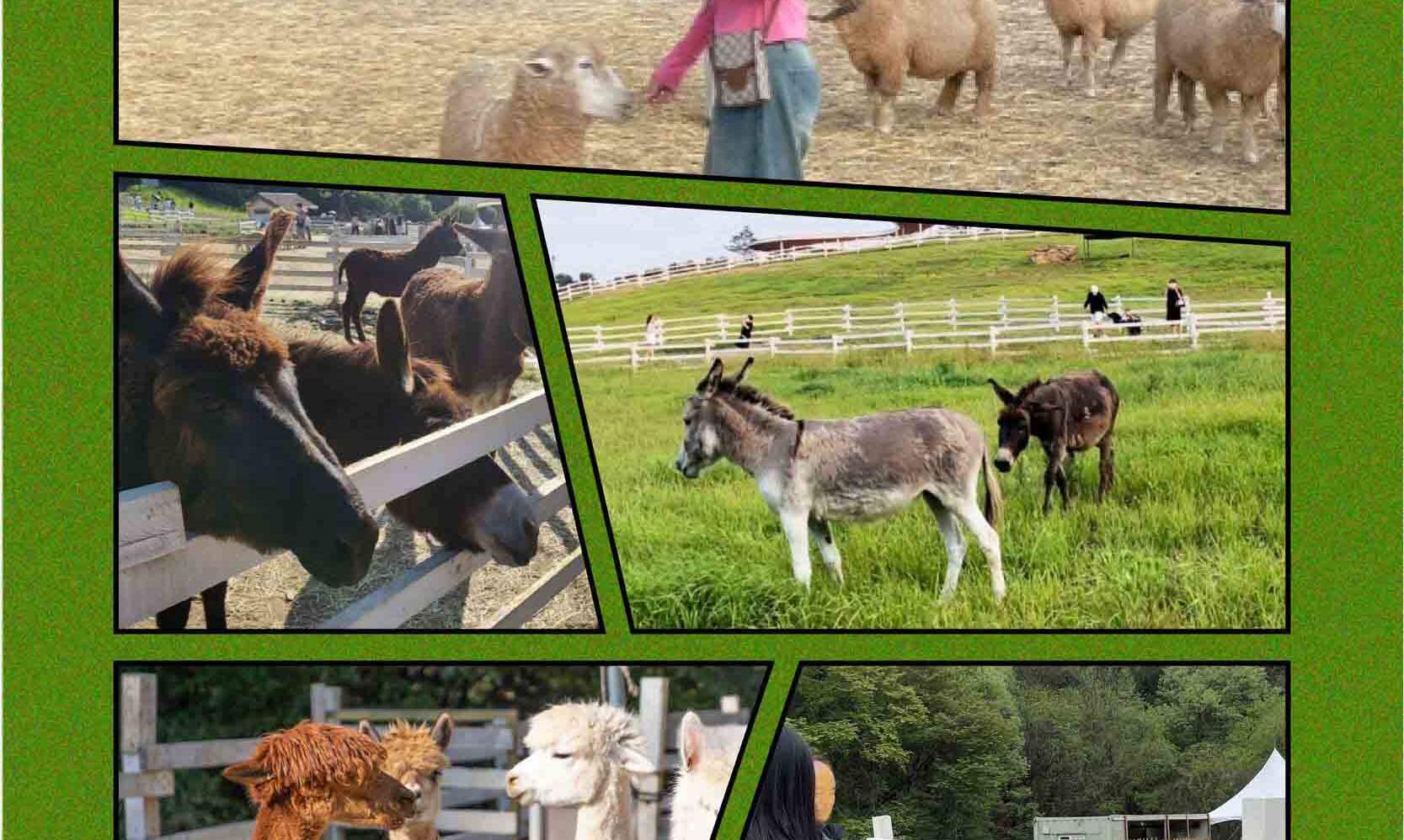 Tiket Sheep Ranch (Alpaca, Biri-biri, Arnab) Gapyeong, Gyeonggido