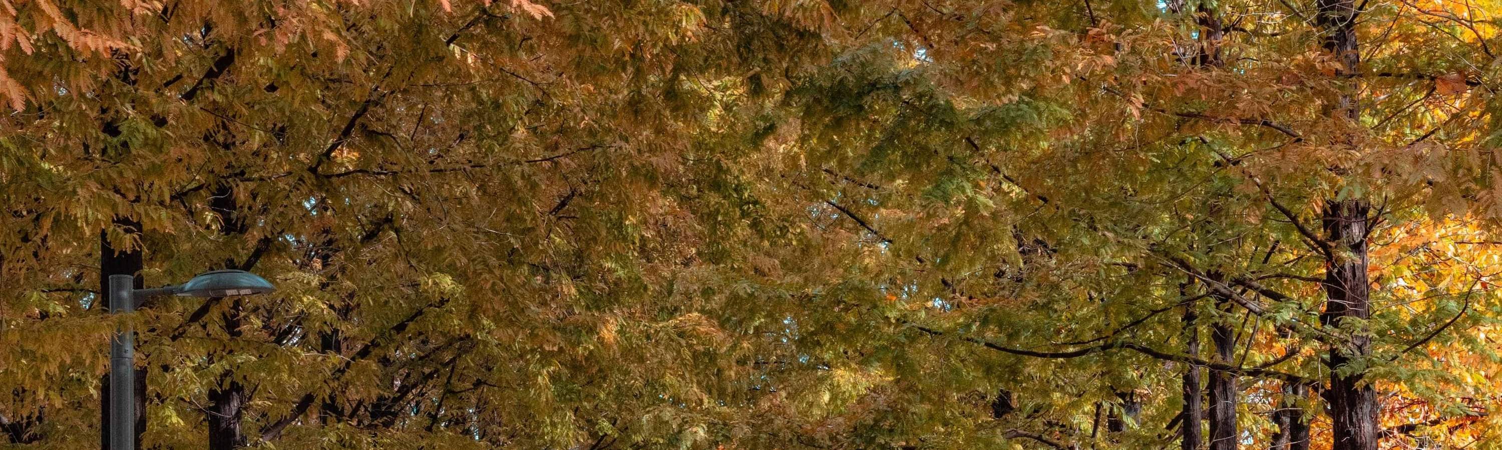 ソウルの森公園の秋の道 – インスタ映えするソウルの森公園の遊歩道で、鮮やかな紅葉を写真に収めましょう。