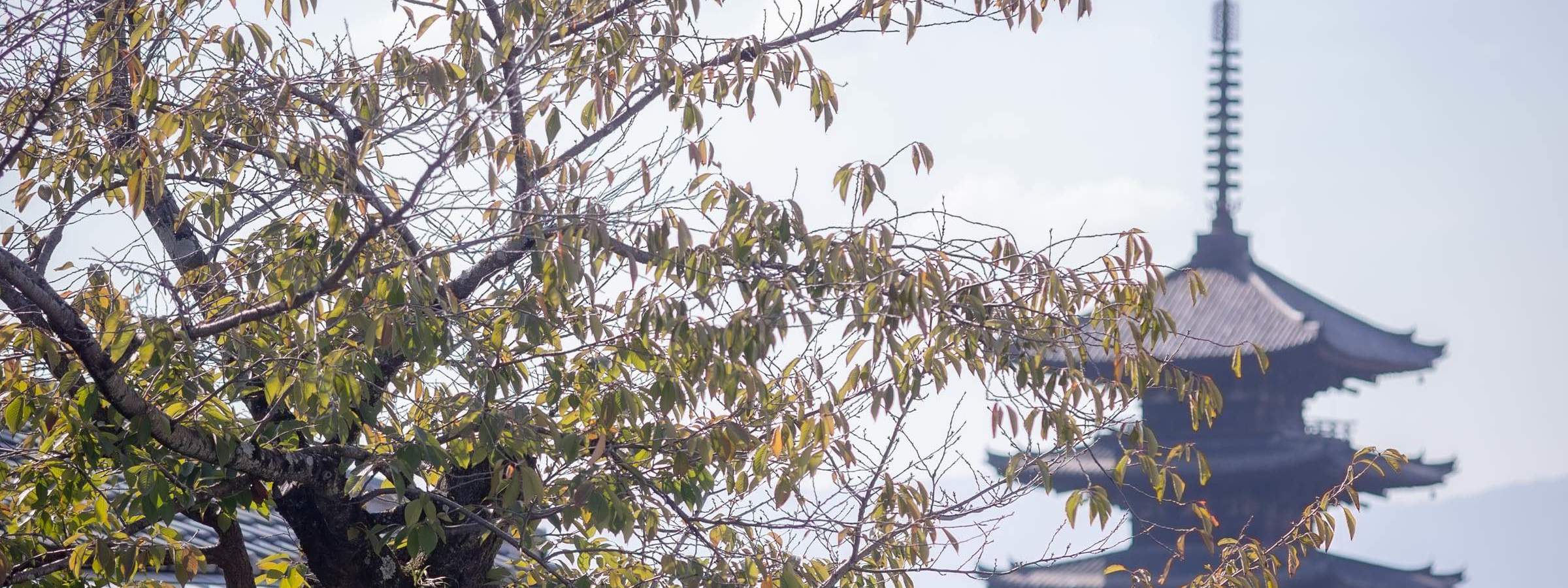 Servizi fotografici a Kyoto