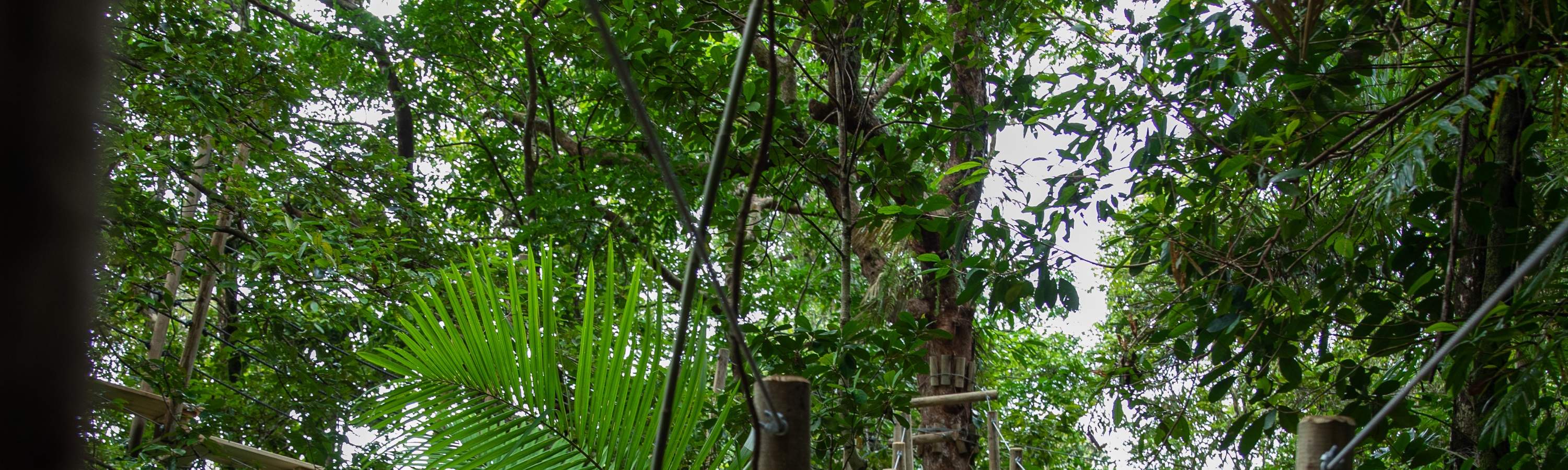 Đi bộ trong rừng