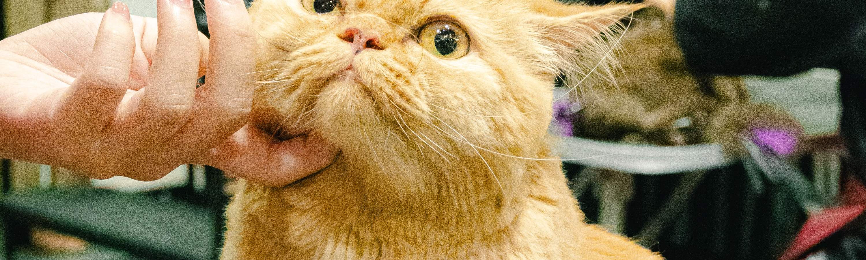 Bring your furry felines to Asia Cat Expo 2024! Klook Singapore